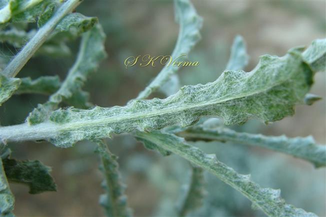  Leaves (Abaxial view)